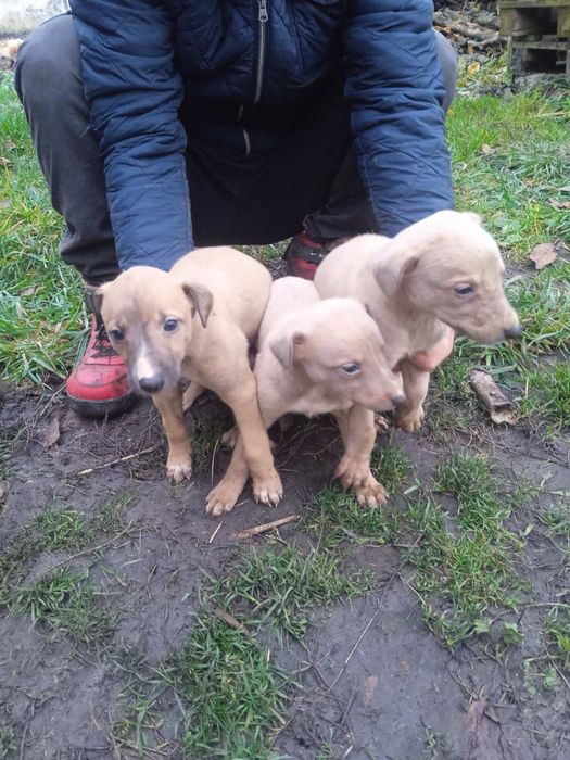 Ґрейгаунд      .