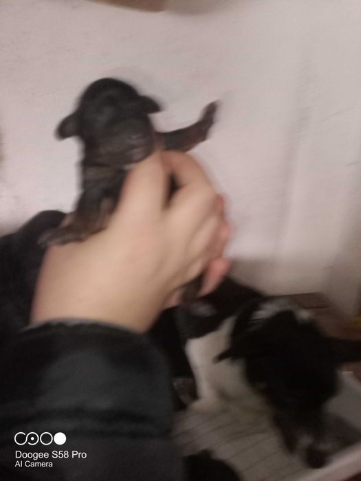 Oddam pieski pieska szczeniaki szczeniaka