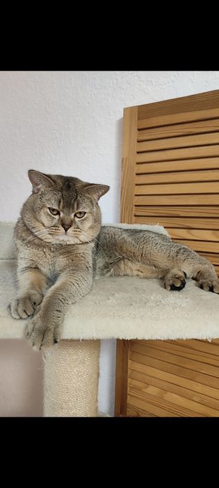 Продажа шотландский золотая шиншилла котик