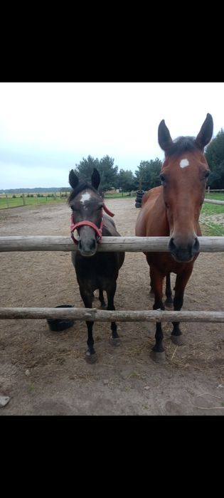 Sprzedam dwie klacze!