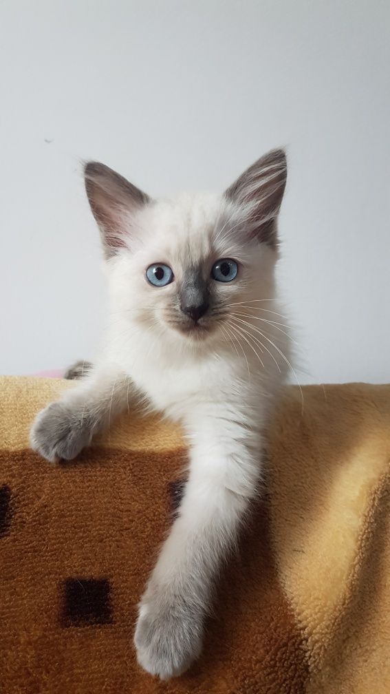 Ragdoll kotek RAG a
