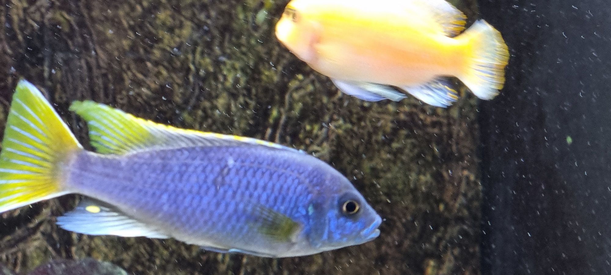 Pseudotropheus acei luwala  pyszczak acei