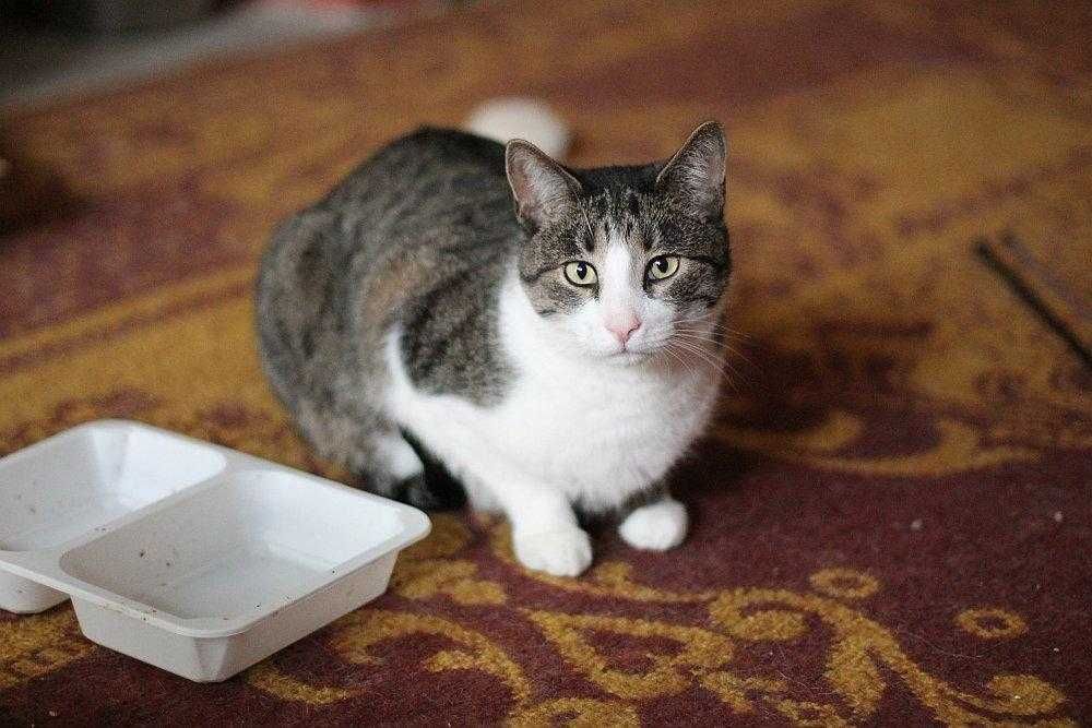 Sopelek tak bardzo prosi o dom!