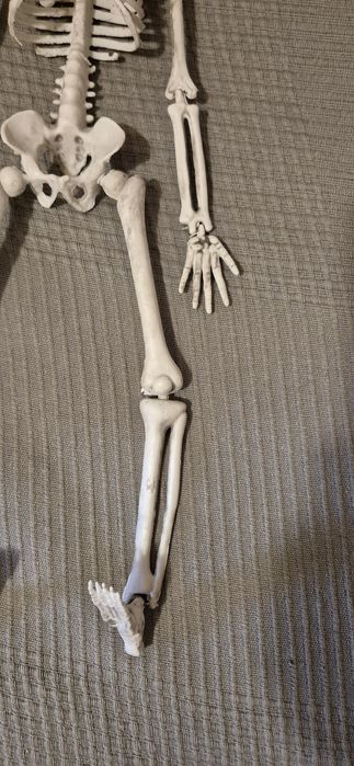 Esqueleto articulado - estrutura óssea humana