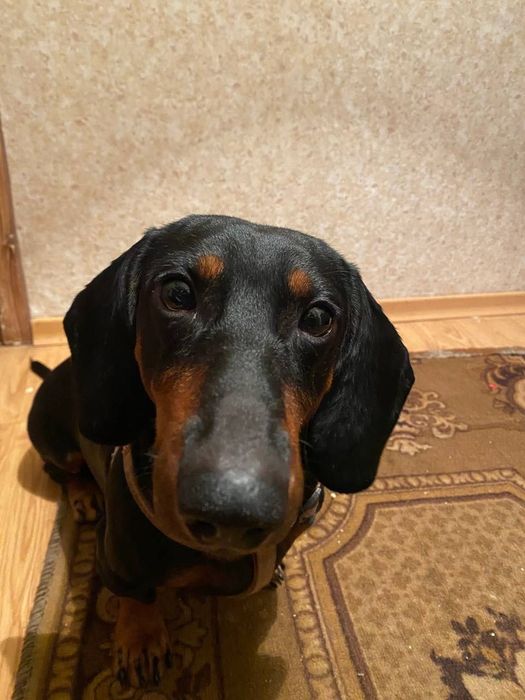 Вязка чистокровной таксы, кобель стандартный