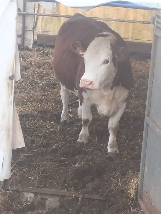 Sprzedam bydło hereford