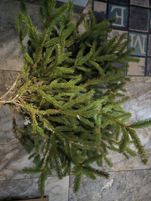 Gałęzie świerkowe stroisz świąteczny