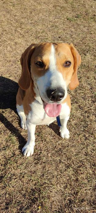 Метиз - бігль шукає пару