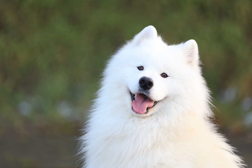 Zapowiedź miotu Samoyed listopad 2025 Epic Smile FCi
