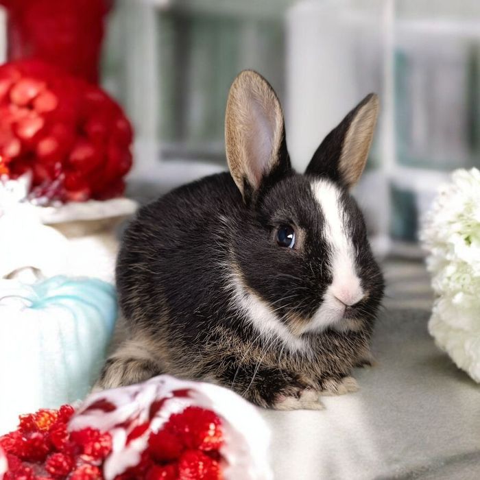 Królik miniaturka Karzełek rex karzełek Teddy mini lop