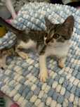 3 miesięczne kociaki do adopcji