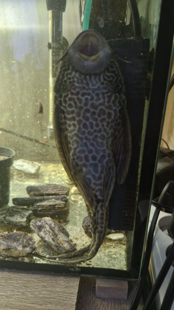 Zbiornik lamparci