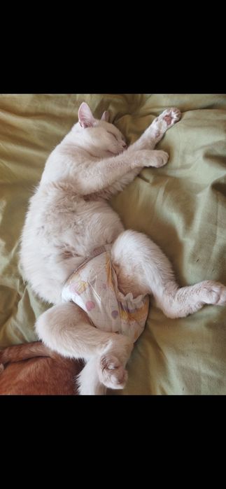 Приму в дар памперсы для котейки , 3 размера