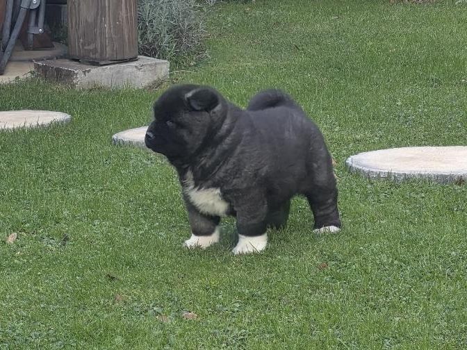 Akita amerykańska pies