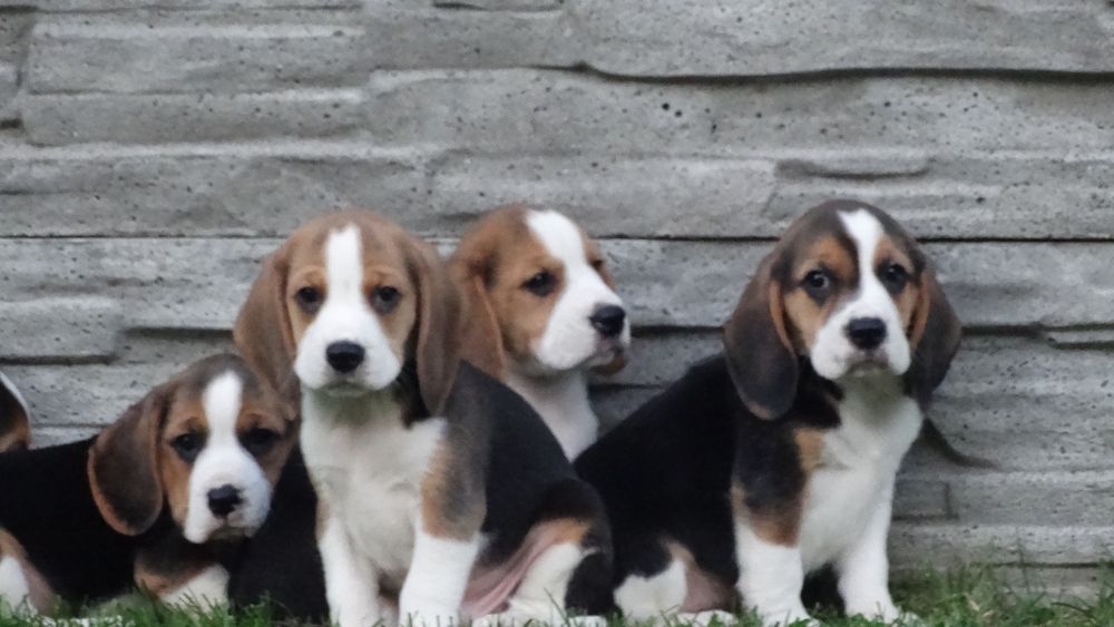Beagle suczka z rodowodem