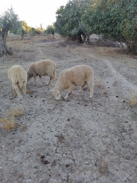 Carneiro crusado ile de france com 3 anos