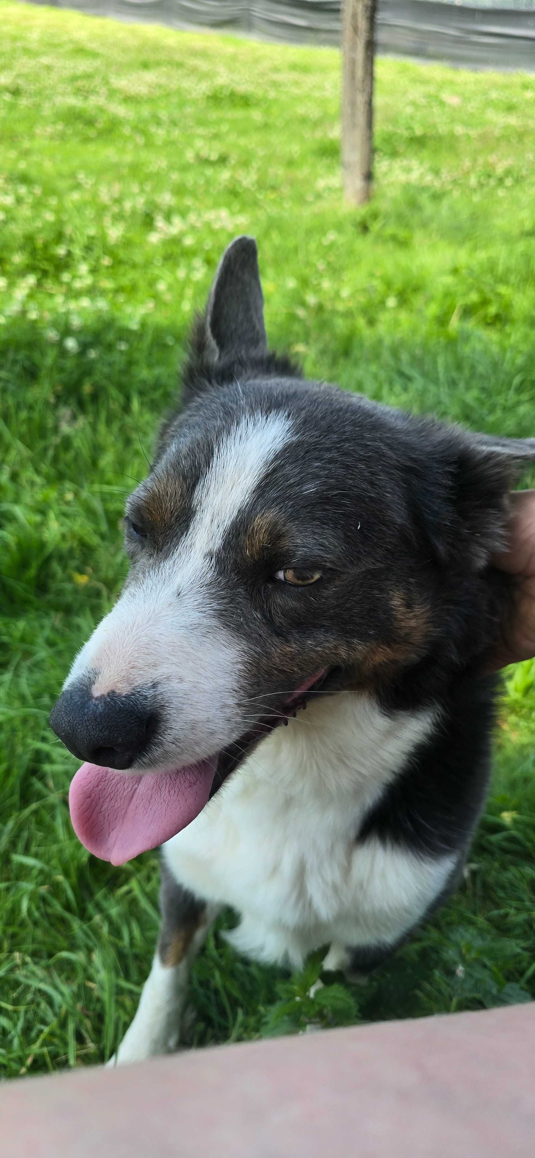 Samiec border collie z rodowodem ISDS