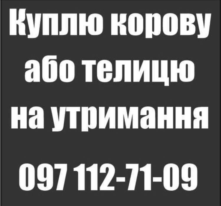 Продам корову або телицю на утриманния
