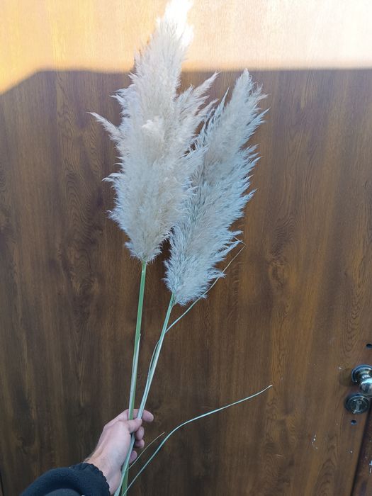 Trawa pampasowa kwiatostan