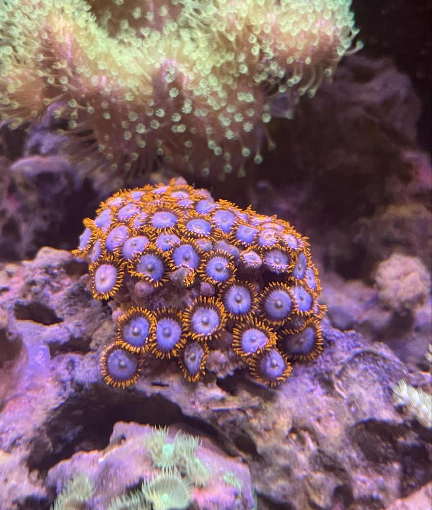 Zoanthusy zoa koralowiec morskie