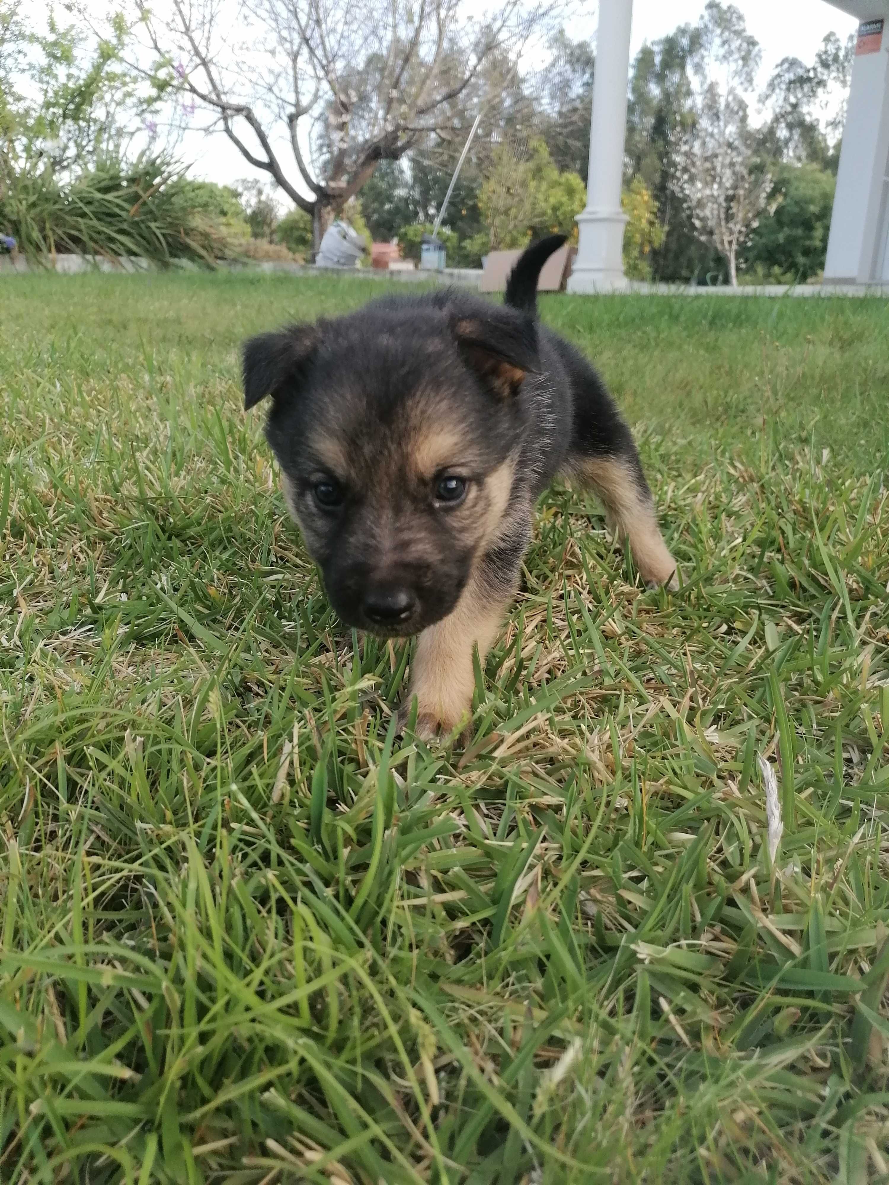 Cão pastor alemão