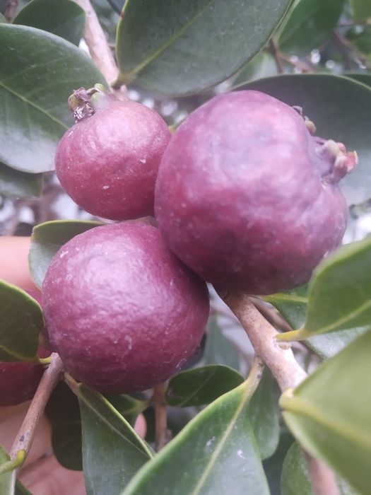 Plantas de Araça roxo