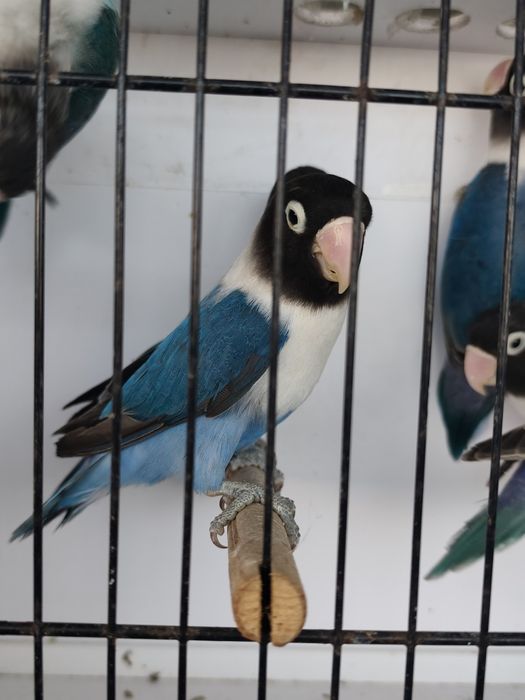 Agapornis Persunatus 2025