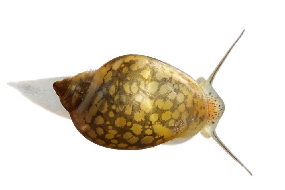Plantas aquario, fox tail, e caracois physas e pleanorbis corneus