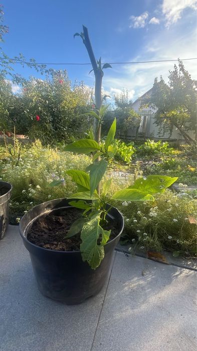 Бругмансія 1метр