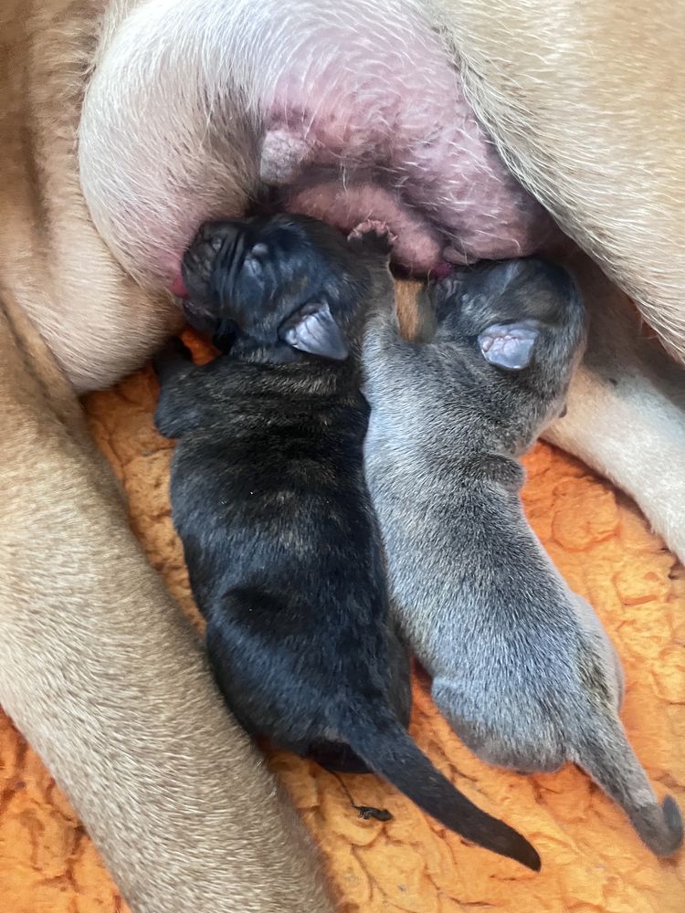 Cane corso italiano