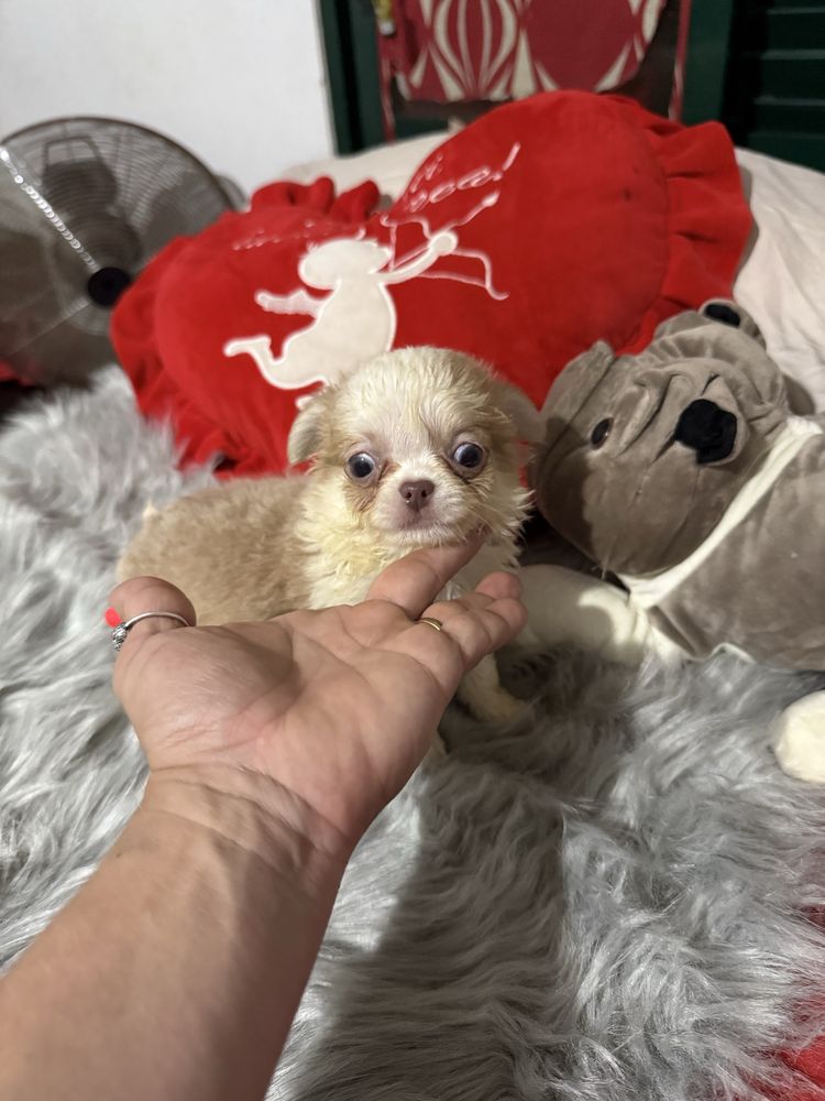 Lindo menino chihuahua pêlo longo
