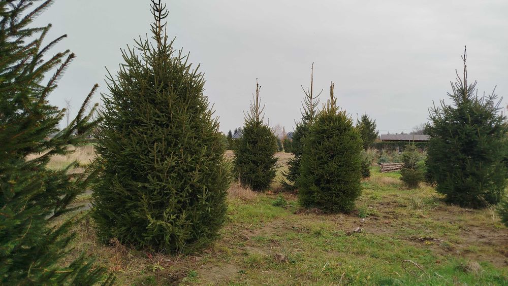 Choinki duże do kościoła, biura 3-5m świerk zwykły