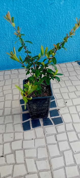 Pyracantha Coccinea arbusto para sebes