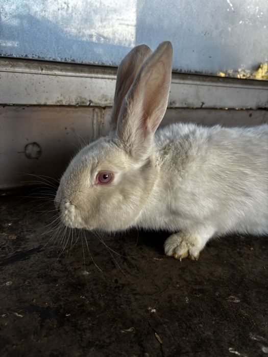 samica krolika mieszanca