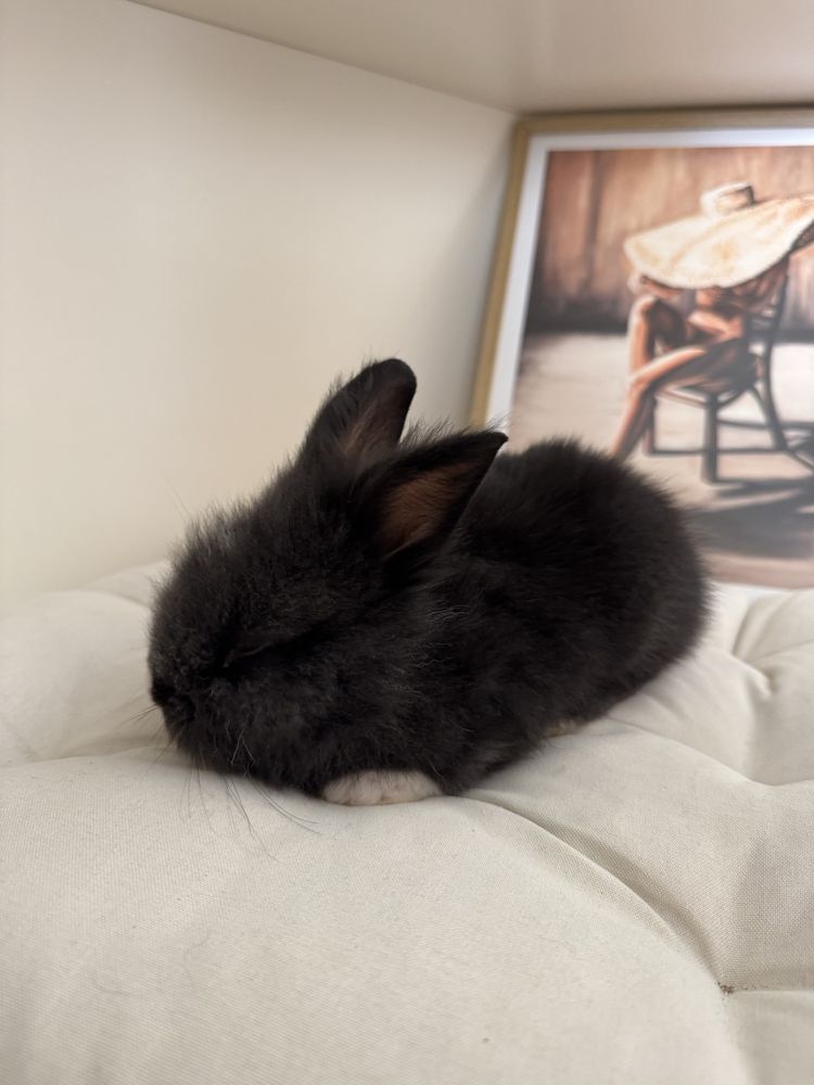 Adoráveis Coelhos Mini Lop & Angorá