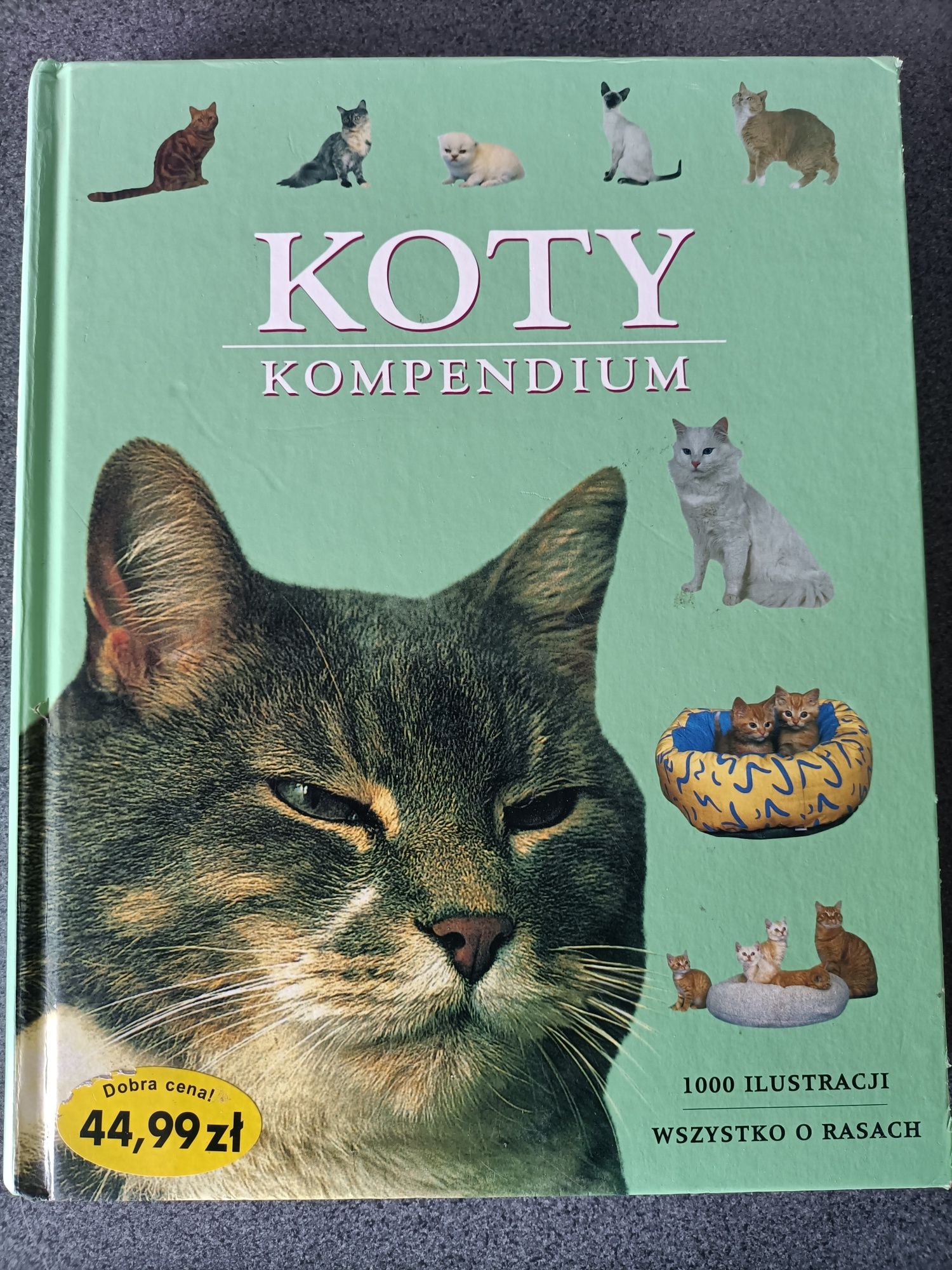 Koty kompendium rasy