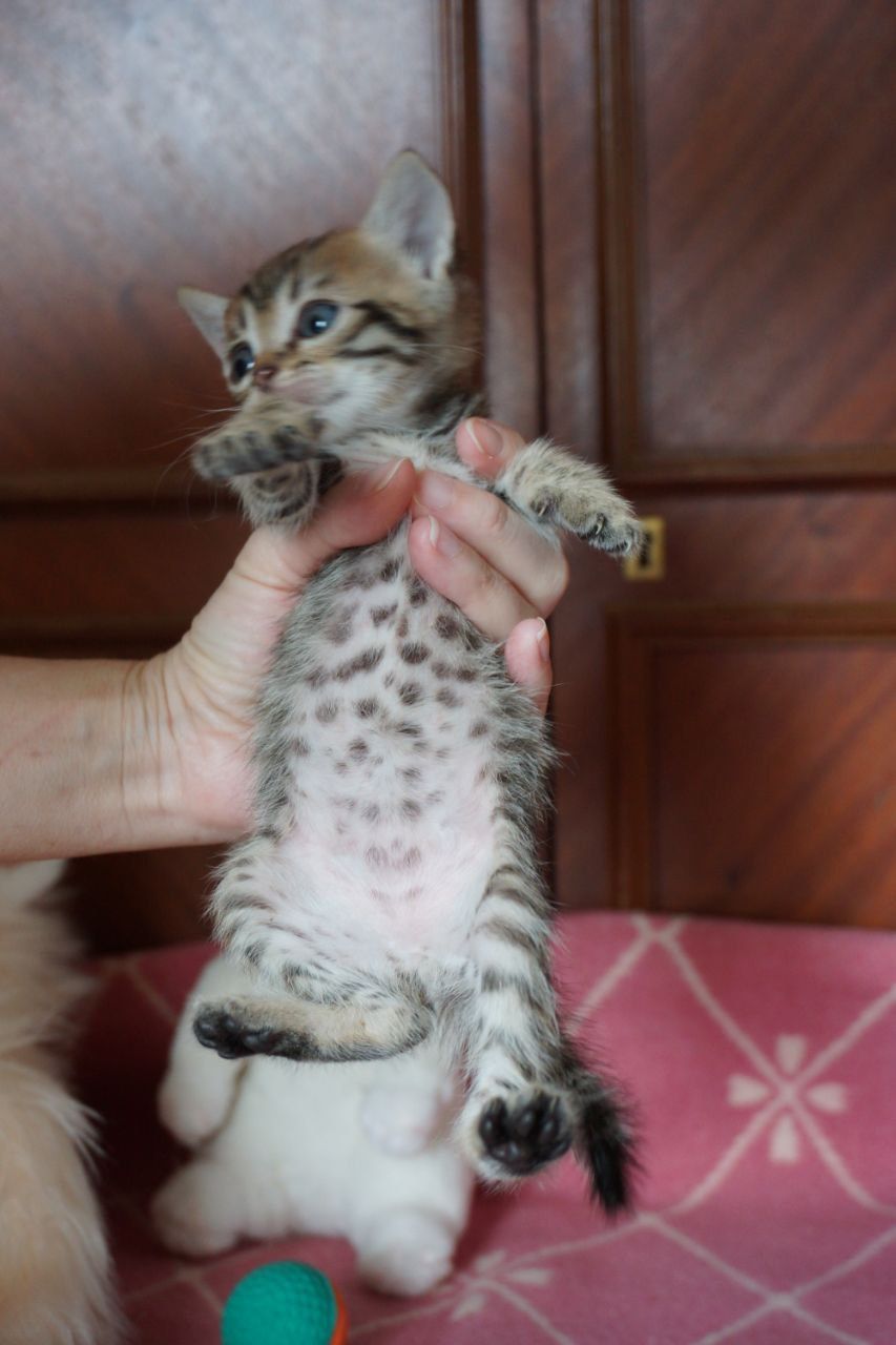 Крошечные тигровые котята