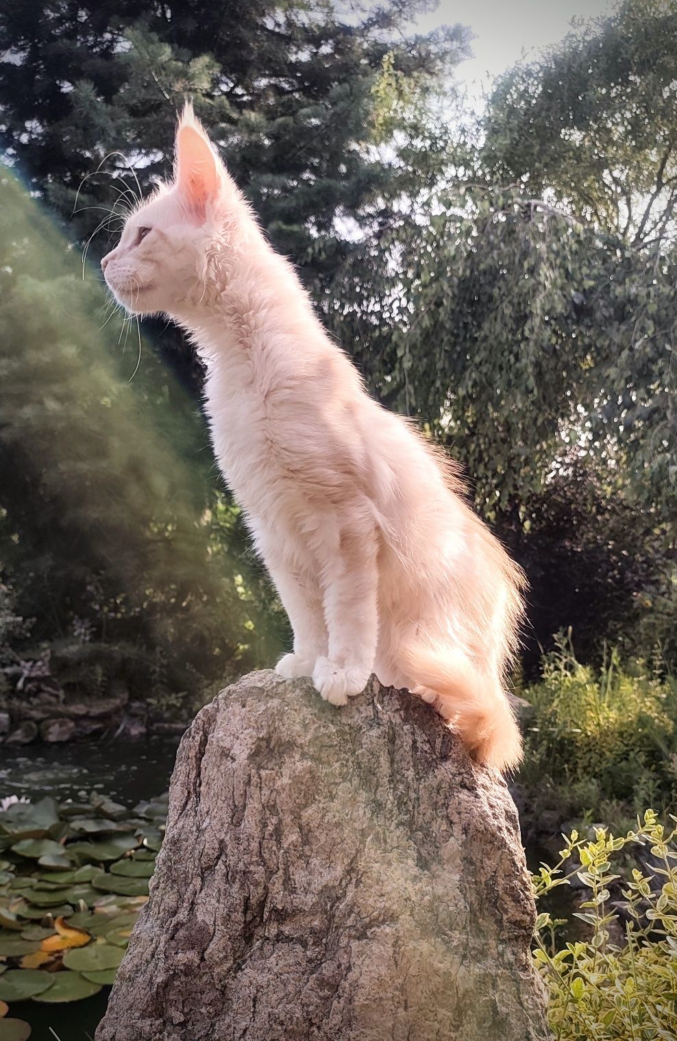 Duży Maine Coon PARYS