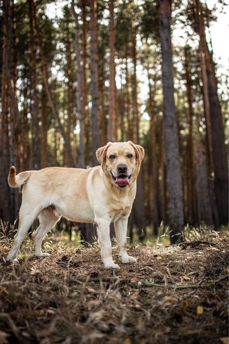 Dżeki-biszkoptowy labrador czeka na dom znający specyfikę rasy-adopcja