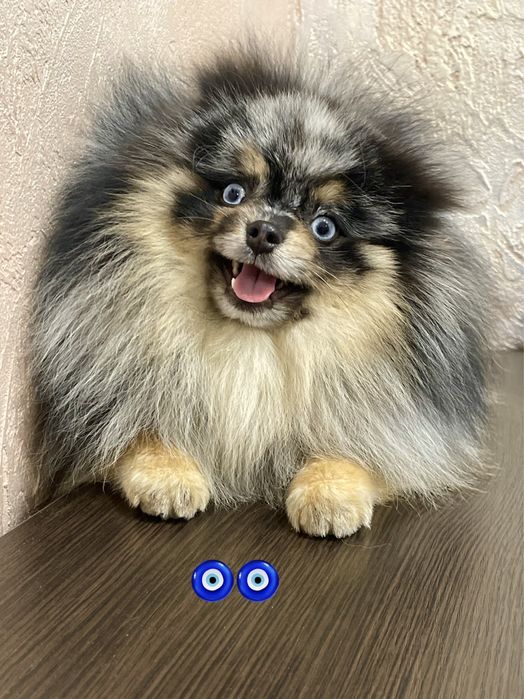 Кобели на вязку. Киев.