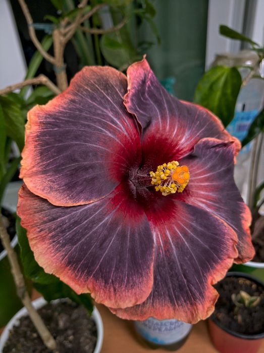 Гибискус black rainbow