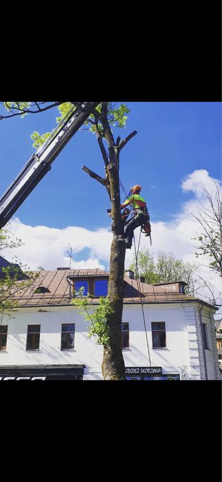 Wycinką i pielęgnacja drzew Nowy Targ