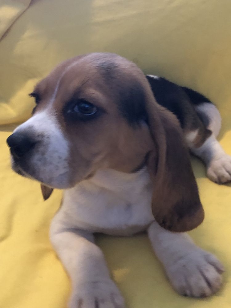 Beagle femea. com dois meses. Pronto para entrega