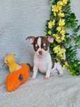 Excecional Chihuahua/Chiuaua.LinhagemRussa.Qualidd