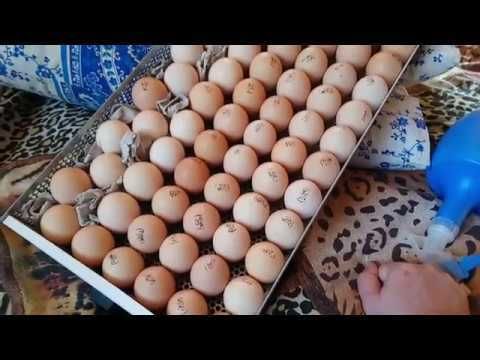 Продам інкубаційне яйце Домінант мікс