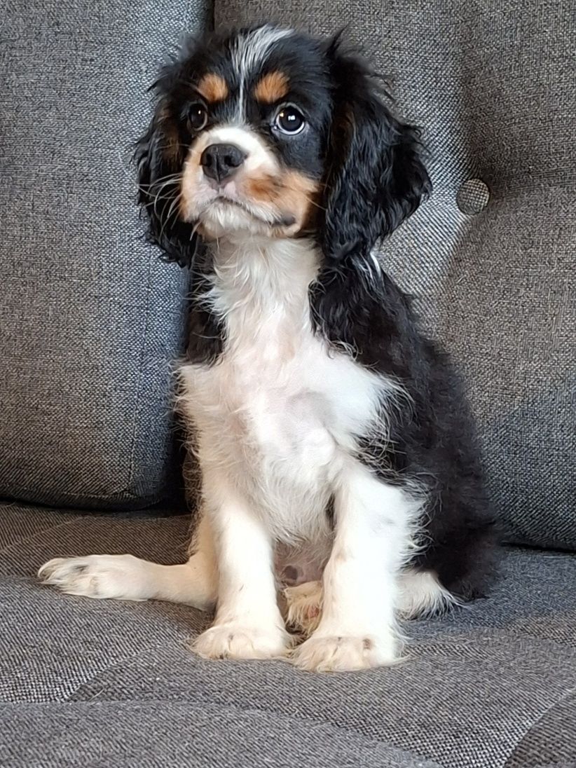Cavalier King Charles Spaniel