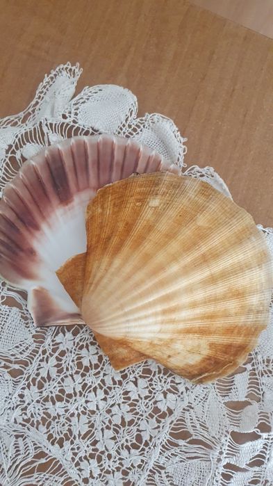 Muszle morskie, piękne, podwójne.