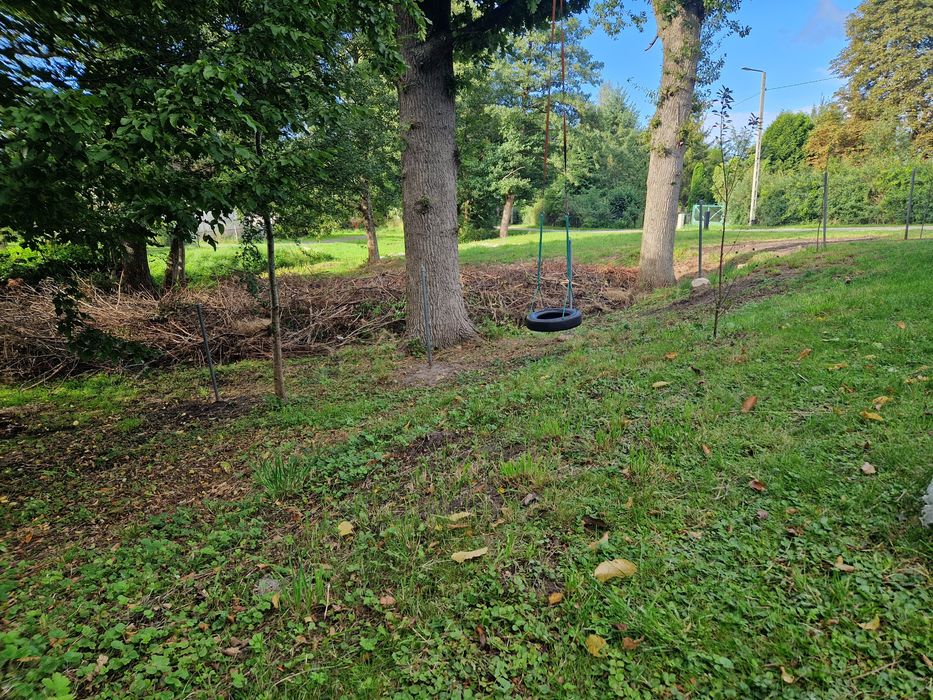 Dąb w klocu tartaczny