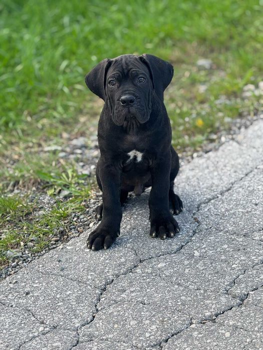 Cane Corso ZKwP/FCI  Marley