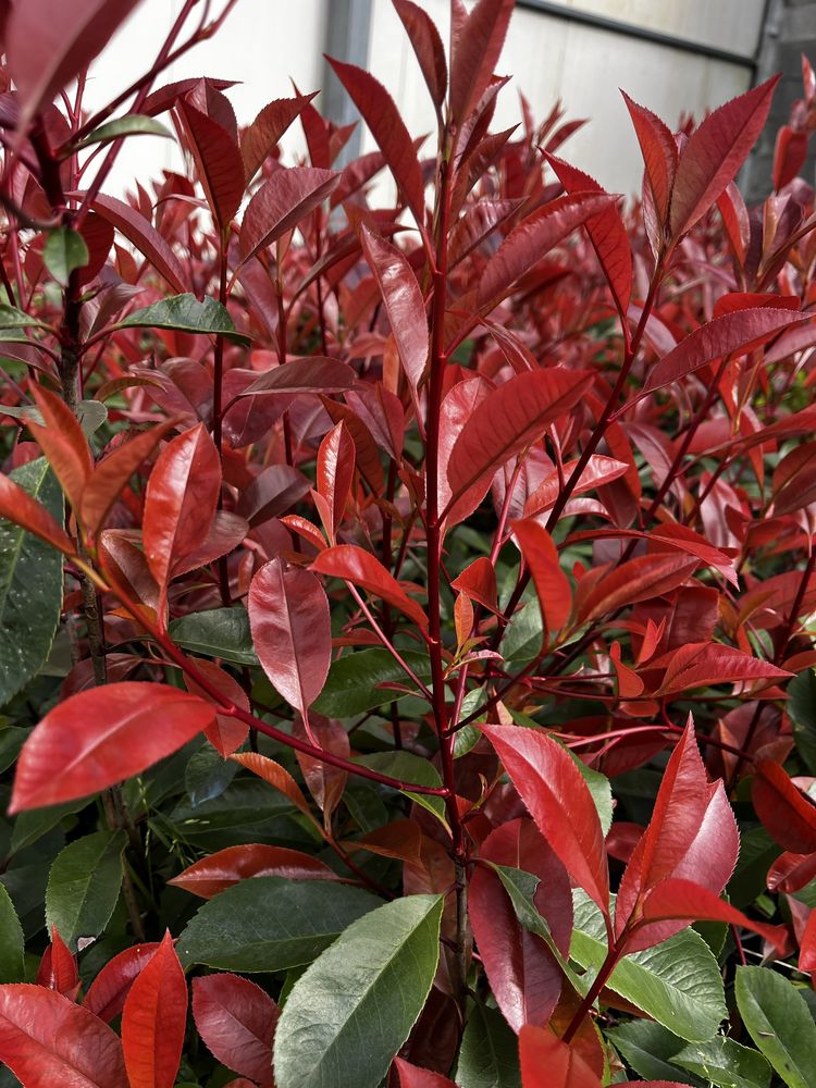 Photinia Red Robin